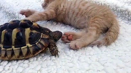 Hilarant Une Tortue Tente De Mordre La Patte D Un Chat Sur Orange Videos