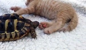 Hilarant : une tortue tente de mordre la patte d'un chat
