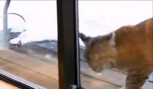 Un lynx rend visite à un chat sur la terrasse... Coucou