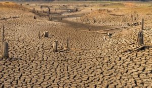 Réchauffement climatique : au Zimbabwe, les éléphants meurent à cause de la sécheresse qui sévit