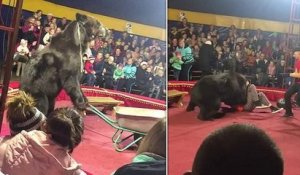Un ours exploité dans un cirque se rebelle contre un dresseur en plein spectacle, avant de subir un choc électrique