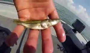 Ce petit poisson a voulu en manger un autre plus gros que lui... Raté