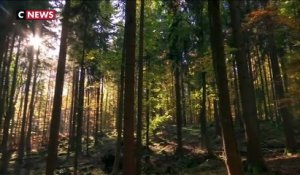 Alsace : le corps démembré retrouvé en forêt est celui de Sophie Le Tan