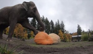 Les éléphants aussi attendent Halloween avec impatience