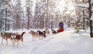 Laponie : face au tourisme de masse, les huskies de traineaux sont les premières victimes