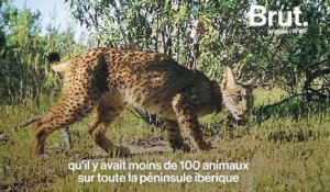 Le lynx ibérique, plus en danger critique d'extinction ?