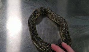 Ce serpent se recrache après avoir tenté de se manger son propre corps !