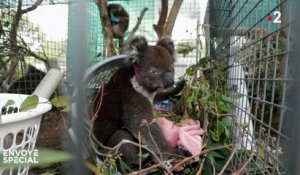 Australie : au secours des animaux