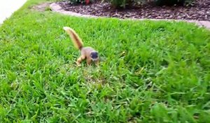 Un bébé écureuil pas très sauvage veut jouer