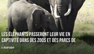 32 éléphanteaux brutalement séparés de leurs mères pour être vendus à des zoos chinois