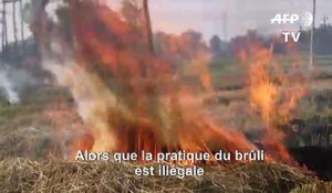 Des fermiers indiens continuent les brûlis malgré la pollution de l'air