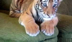 Un Bebe Lion Et Un Bebe Tigre Livrent Leur Premier Combat Adorable Sur Orange Videos