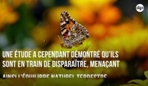 Une nouvelle étude alarmante sur la disparition des insectes