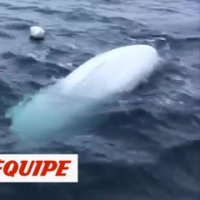 Un béluga amateur de ballon ovale - Rugby - WTF