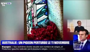 Australie : Un pigeon perturbe le 11 novembre