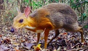 Pour la première fois depuis 30 ans, une « souris-cerf » a été aperçue à l'état sauvage au Vietnam