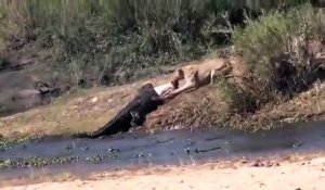 Quand une lionne et un crocodile se disputent la même proie