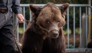 Retiré à ses propriétaires pour mauvais traitement, l'ours Mischa n'a pas survécu