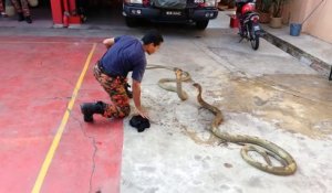 Il prend d'énormes risques en manipulant 2 cobras géants pendant son show