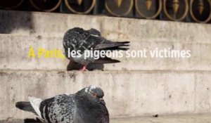 À Paris, les pigeons sont victimes des… coiffeurs
