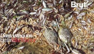 En Espagne, des milliers de poissons et crustacés retrouvés morts