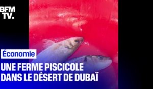 Dubaï développe une ferme piscicole pour élever du saumon dans le désert