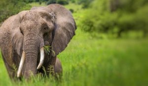 Selon le WWF, si rien n'est fait, l'éléphant d'Afrique va disparaître dans 20 ans