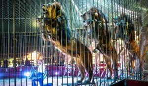 Cirques à Paris : la fin des animaux sauvages (enfin presque)