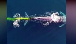Une baleine laisse une étrange traînée jaune derrière elle dans l'océan