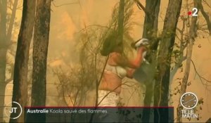 Australie : un koala sauvé des flammes