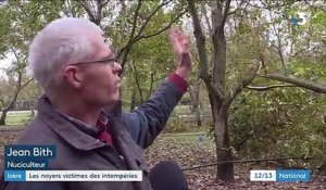 Isère : les noyers victimes des intempéries