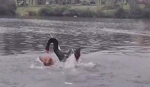 Un chien se fait attaquer par un cygne dans un lac