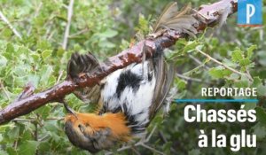 Chasse à la glu : « Il faut arrêter de coller les oiseaux aux arbres ! »