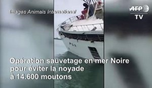 Navire chaviré en mer Noire: 14.600 moutons risquent la noyade