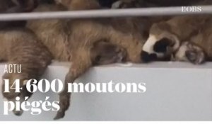 En Roumanie, 14 600 moutons piégés dans un navire qui a chaviré