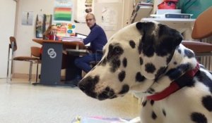 Cette adorable dalmatienne est une « chienne pédagogique », recrutée par un collège pour accompagner les élèves