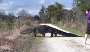 Un énorme alligator traverse un chemin en Floride... Belle bête