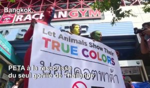 PETA manifeste à Bangkok contre le controversé zoo de Pata