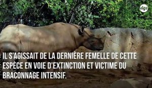 Le tout dernier rhinocéros de Sumatra vivant en Malaisie vient de mourir