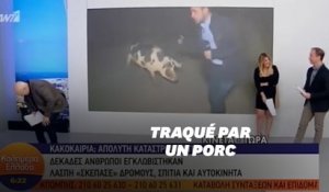 Poursuivi par un porc, ce journaliste grec n'a pas pu faire son travail