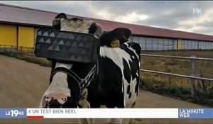 Russie: Des fermes expérimentent des casques de réalité virtuelle pour augmenter la production de lait des vaches - VIDEO