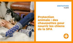 Protection animale : des chaussettes pour nourrir les chiens de la SPA