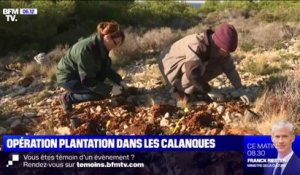 Dans les calanques de Marseille, des écologistes replante l'astragale, maltraitée par les randonneurs et la pollution