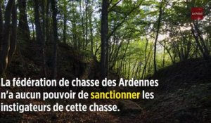 Ardennes : une battue dérape, 158 sangliers sont tués