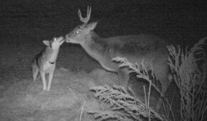 L'improbable et belle amitié entre une chienne fugueuse et un cerf