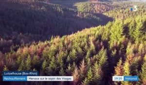 Réchauffement climatique : menace sur le sapin des Vosges