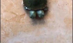 Cette petite tortue a 2 têtes