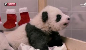 Deux bébés pandas jumeaux fêtent leur premier noël
