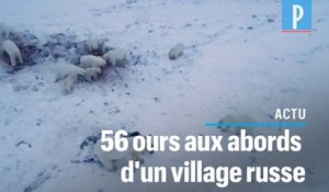 Un village russe cerné par les ours polaires