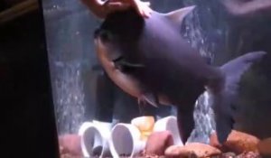 Son gros poisson Pacu adore les calins